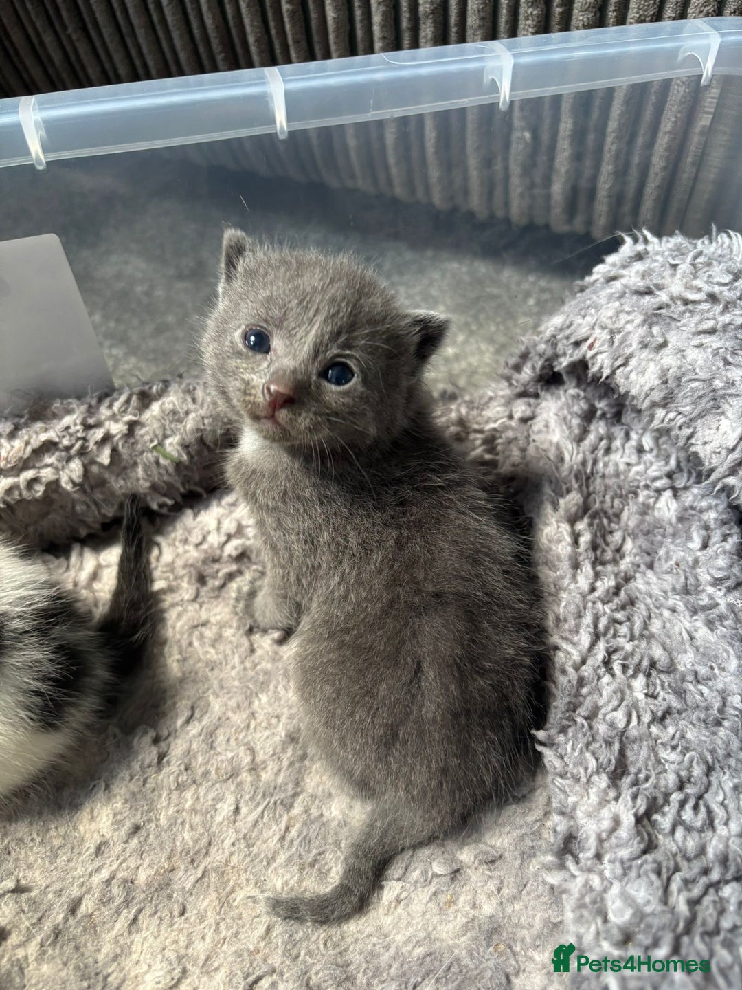 Mixed Breed cats for sale: 5 kittens will be looking for a forever home - Image 8