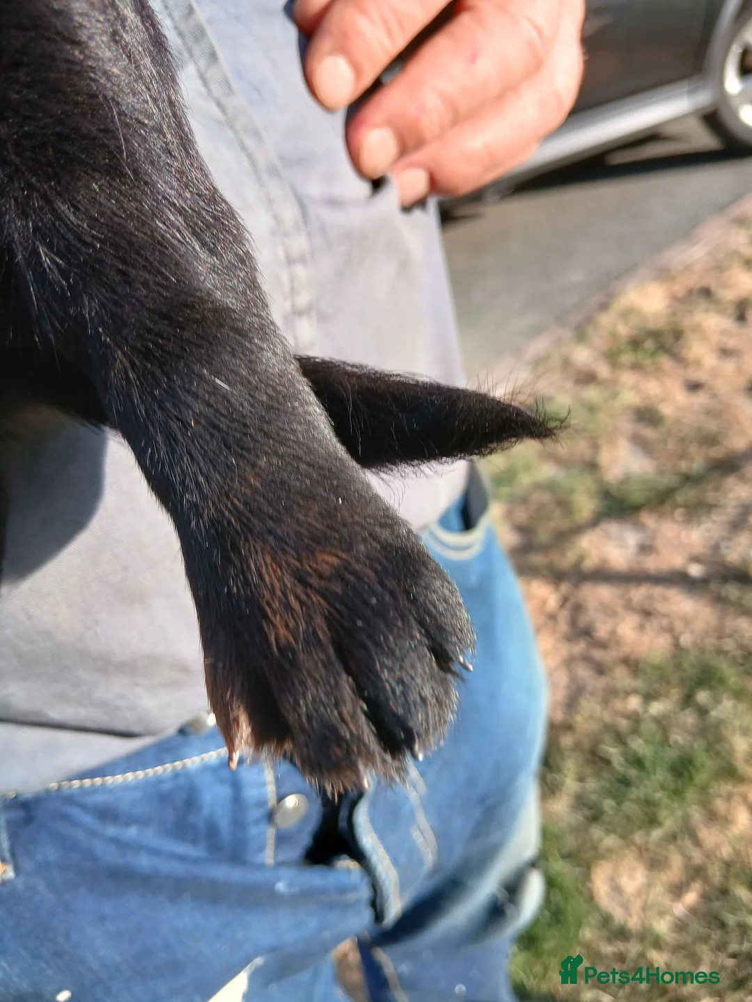 Cockerdor dogs for sale: Beautiful litter of cockador puppies. - Advert 2