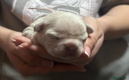 French Bulldog dogs for sale: 2 Stunning French Bulldogs  - Advert 2