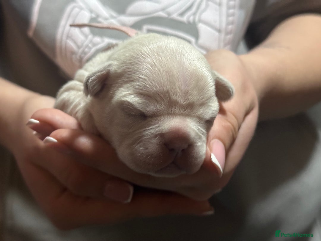 French Bulldog dogs for sale: 2 Stunning French Bulldogs  - Advert 2