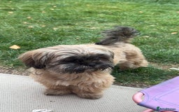 Shih Tzu dogs for sale: Make shih tzu (half imperial) - Image 5