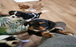 Mixed Breed dogs for sale: Cockerlier - Image 8