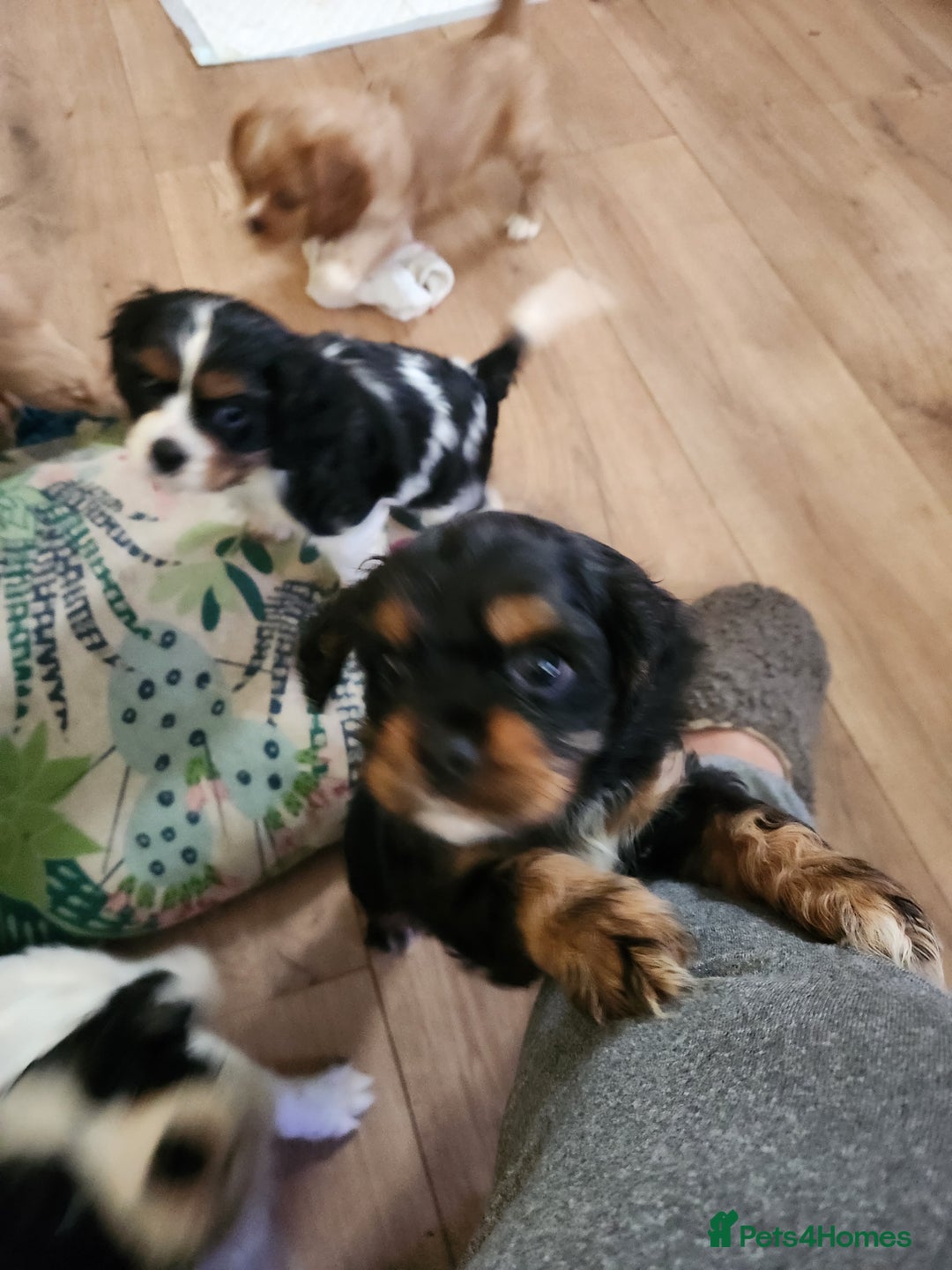 Mixed Breed dogs for sale: Cockerlier - Image 8