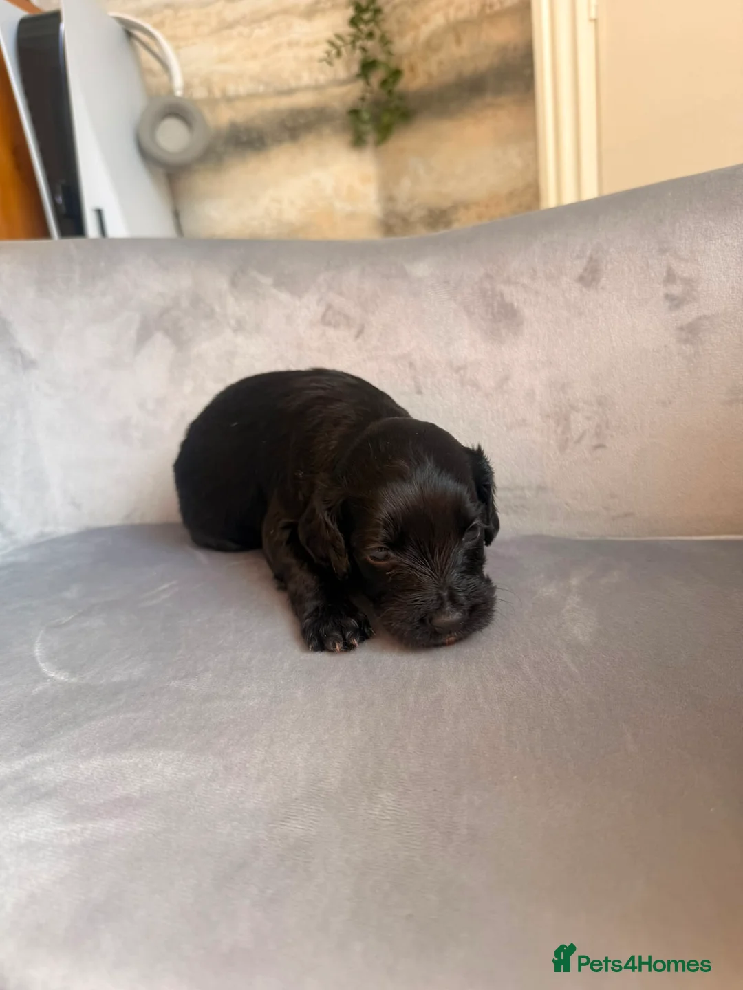 Mixed Breed dogs for sale: Cocker Spaniel/Poochon in Blackburn - Advert 20