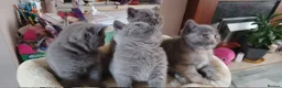 British Shorthair cats for sale: 4 lovely British shorthair kittens - Advert 1