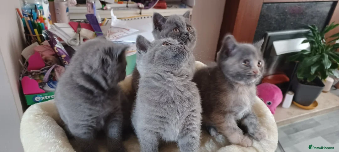 British Shorthair cats for sale: 4 lovely British shorthair kittens - Advert 1