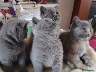 British Shorthair cats 4 lovely British shorthair kittens - Advert 1