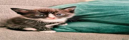 European cats for sale: 🐾AdorableKitten's BoysGirls LookingforLovingHomes - Advert 4