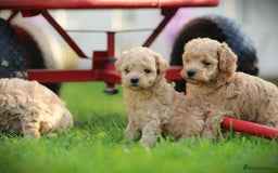 Maltipoo dogs for sale: adorable Maltipoo puppies for sale  - Image 11