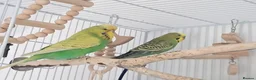 Budgerigars birds for sale: 2 budgies  - Advert 12