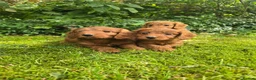 Cockapoo dogs for sale: F1 Fox red Miniature Cockapoo puppies in Preston - Advert 12