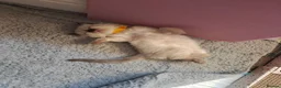 Ragdoll cats for sale: Ragdoll kittens - Advert 34