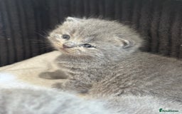 British Shorthair cats for sale: British shorthair kittens for sale  - Image 5