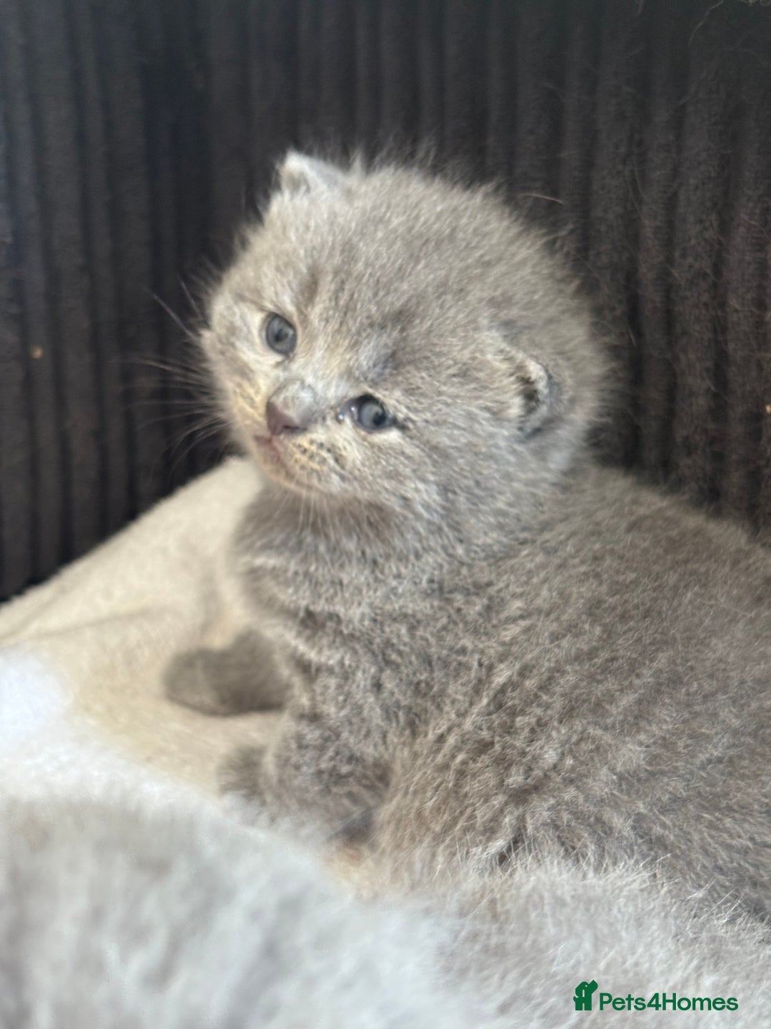 British Shorthair cats for sale: British shorthair kittens for sale  - Image 5
