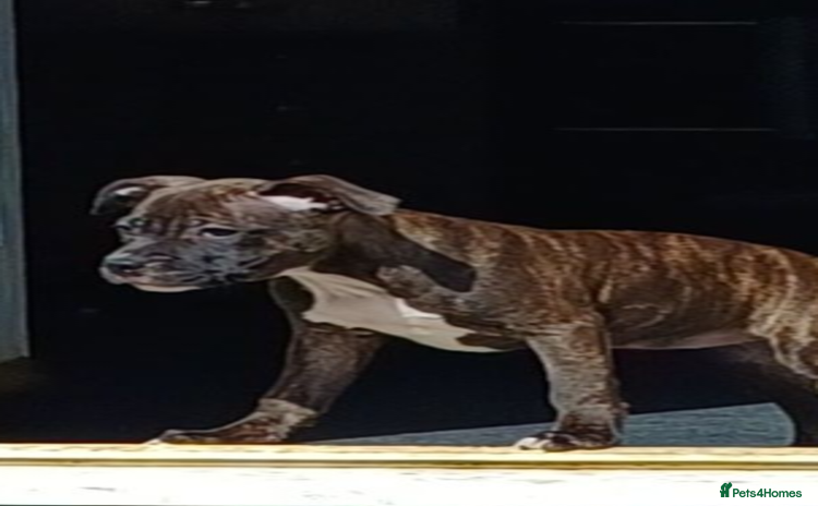Staffordshire Bull Terrier dogs in Barry - Advert 9
