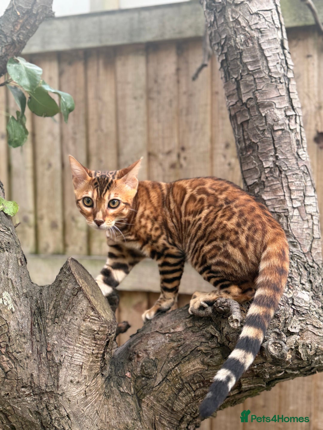 Bengal cats for sale: Female bengal - Image 2