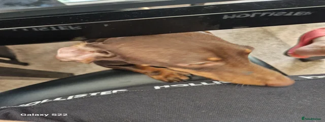 Riki