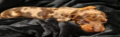 Miniature Dachshund 3