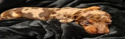 Miniature Dachshund dogs for sale: Dapple Miniature Dachshund in Leeds - Advert 5
