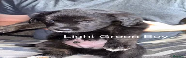 Light Green