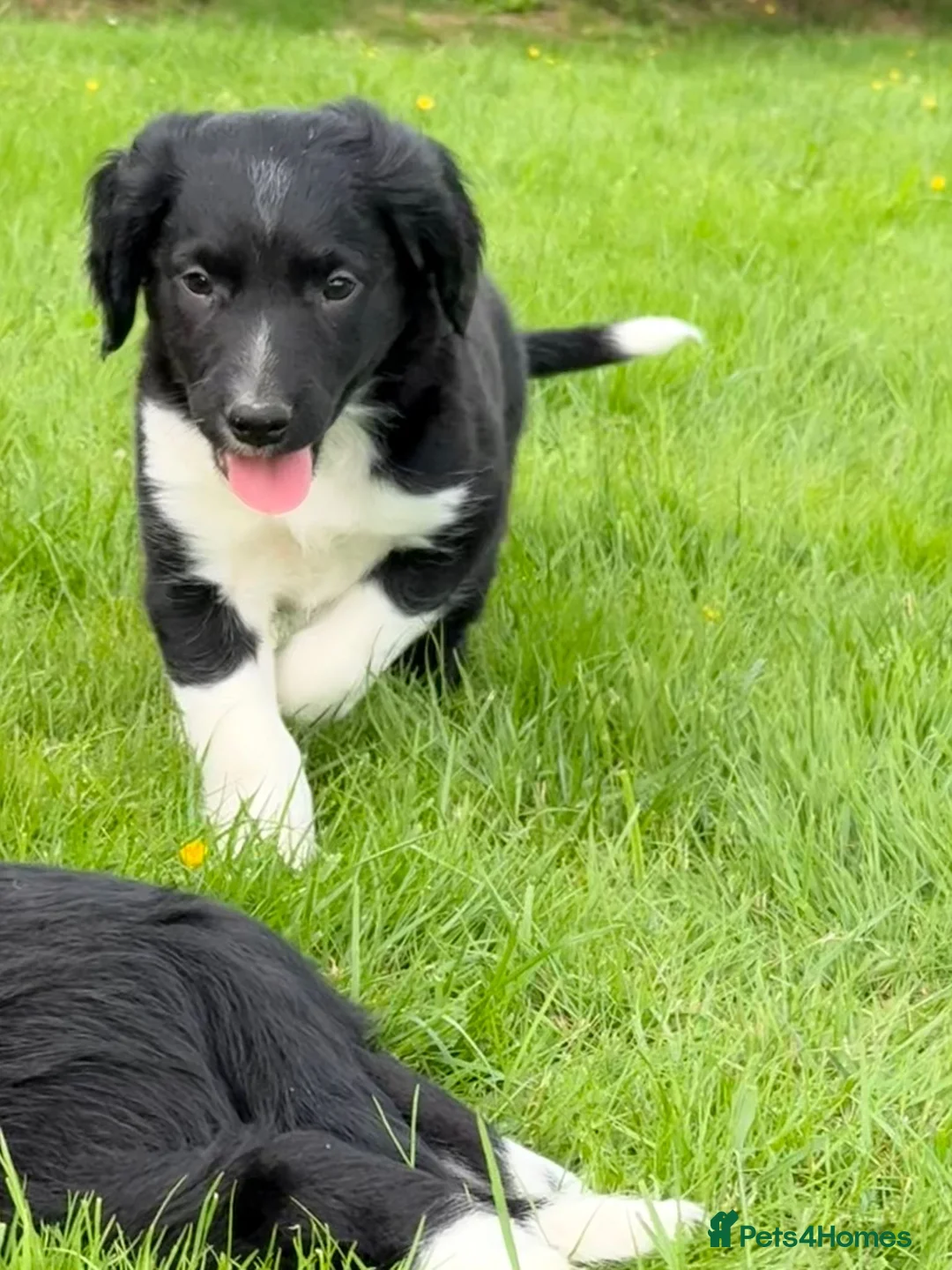 Sprollie dogs for sale: Sprollie Pups looking for forever homes - Advert 1