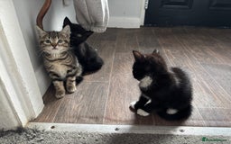 Mixed Breed cats for sale: 3 kittens - Advert 3