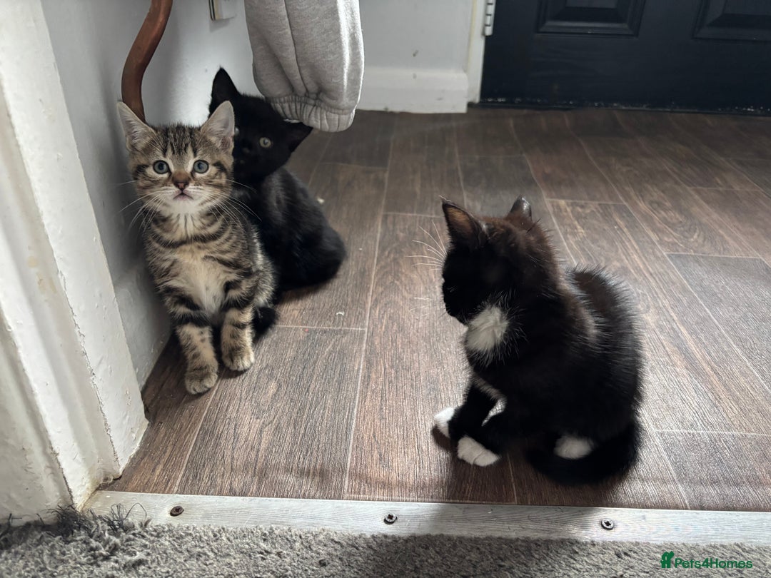 Mixed Breed cats for sale: 3 kittens - Advert 3