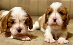 Cavalier King Charles Spaniel dogs for sale: 2 Female King Charles Cavaliers   - Advert 18