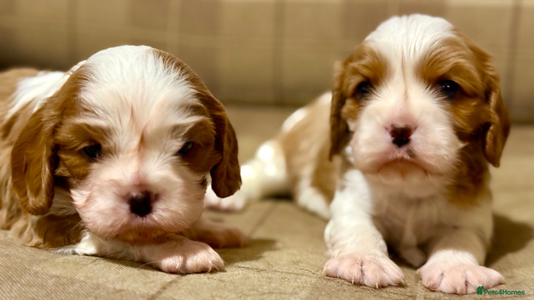 Cavalier King Charles Spaniel dogs for sale: 2 Female King Charles Cavaliers   - Advert 18