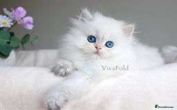 British Shorthair cats for sale: Show Class Precious Girl With Blue Eyes  - Image 1