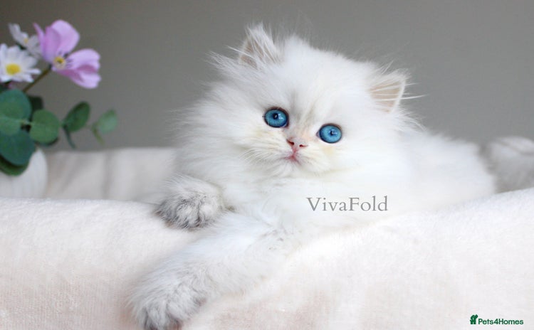 British Shorthair cats - Advert 12