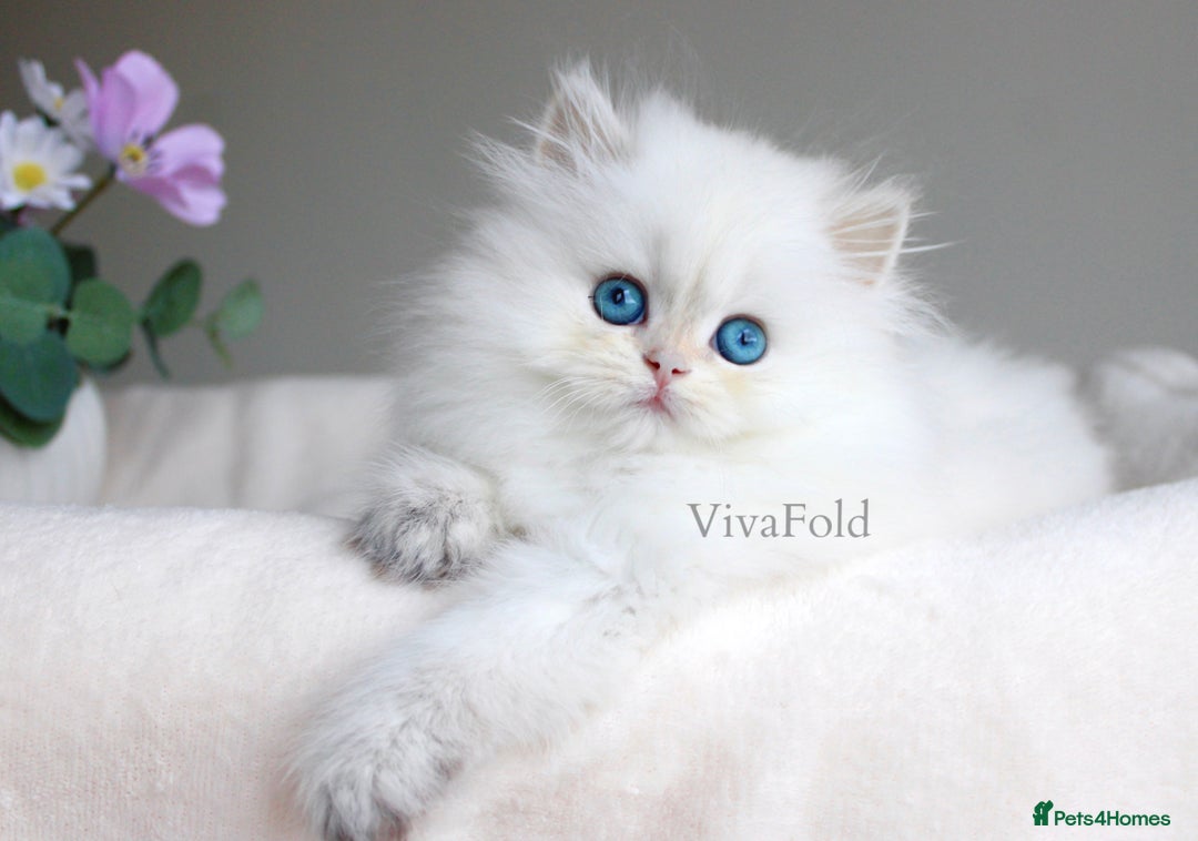 British Shorthair cats for sale: Show Class Precious Girl With Blue Eyes  - Image 1