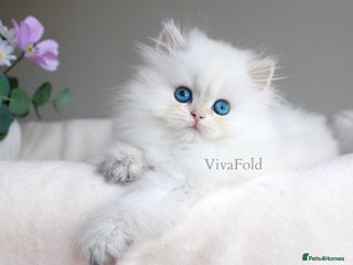 British Shorthair cats - Advert 13