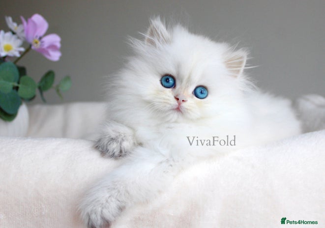 British Shorthair cats - Advert 15