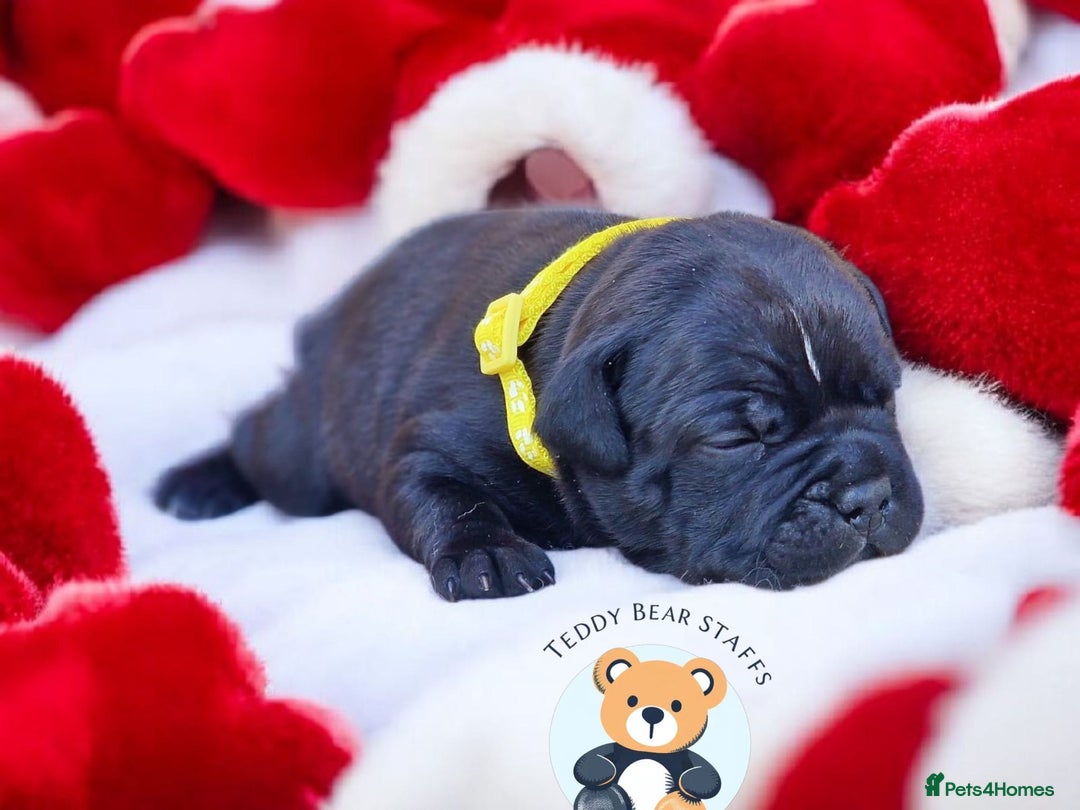 Staffordshire Bull Terrier dogs for sale: TEDDY BEAR STAFFS 🧸 NOW AVAILABLE 😍😍 - Image 3