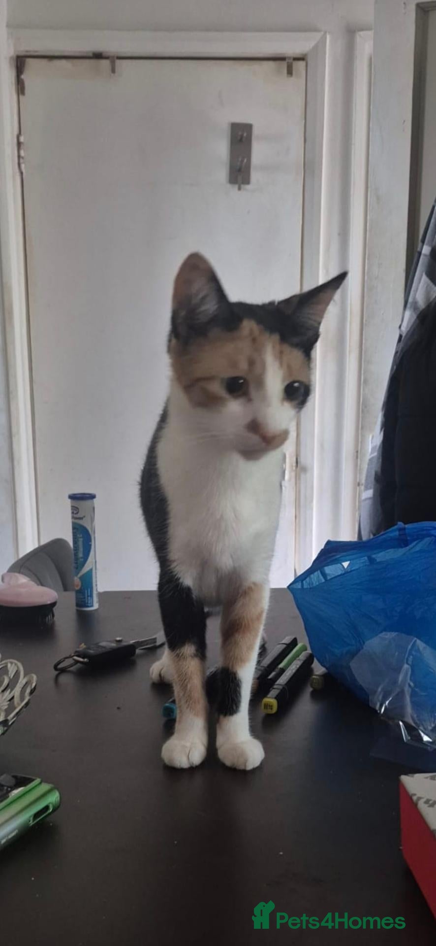 Mixed Breed cats Lovely kittens for good homes - Advert 6
