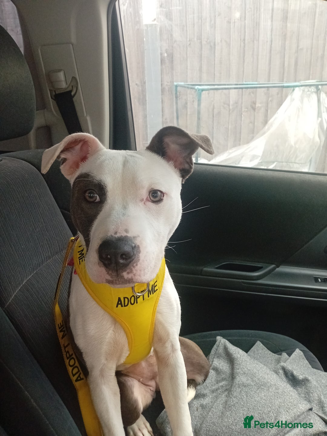 Staffordshire Bull Terrier dogs for adoption: Holistic homes needed for young staffies  - Advert 3