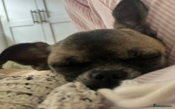 Chihuahua dogs for sale: 14 month old Chihuahuas Brother and Sister  - Image 4