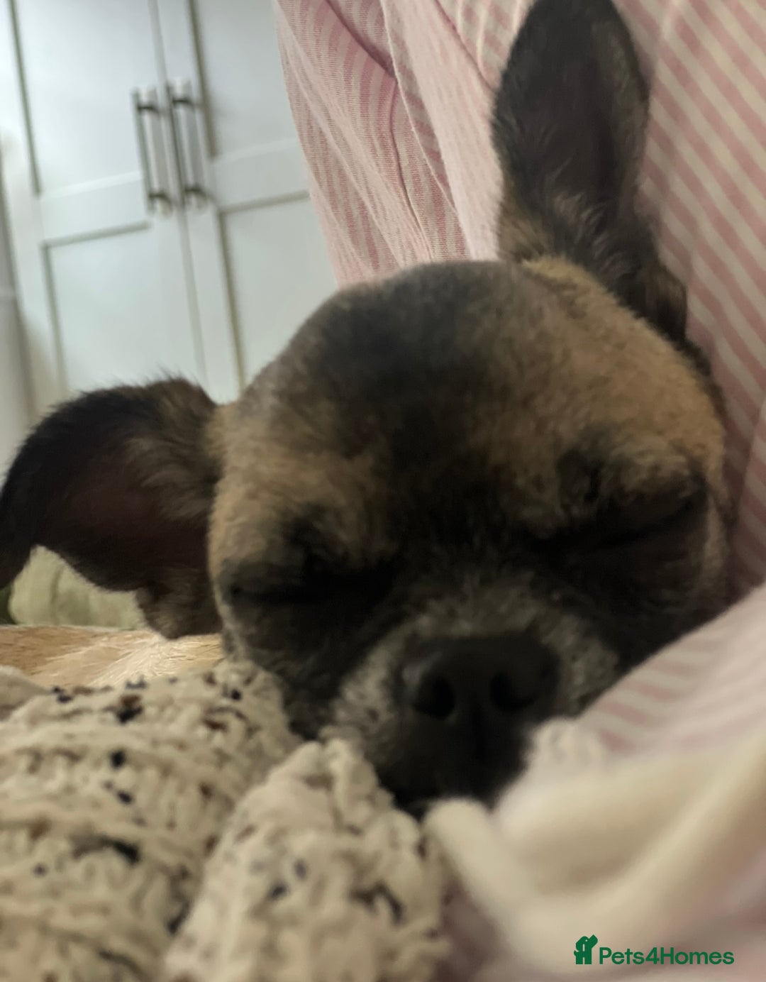 Chihuahua dogs for sale: 14 month old Chihuahuas Brother and Sister  - Image 4