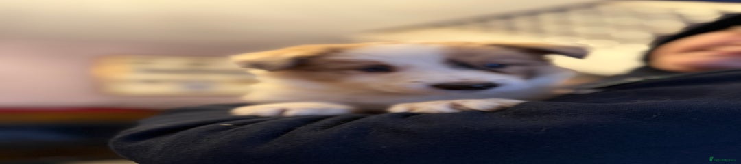 Border Collie Puppy 3