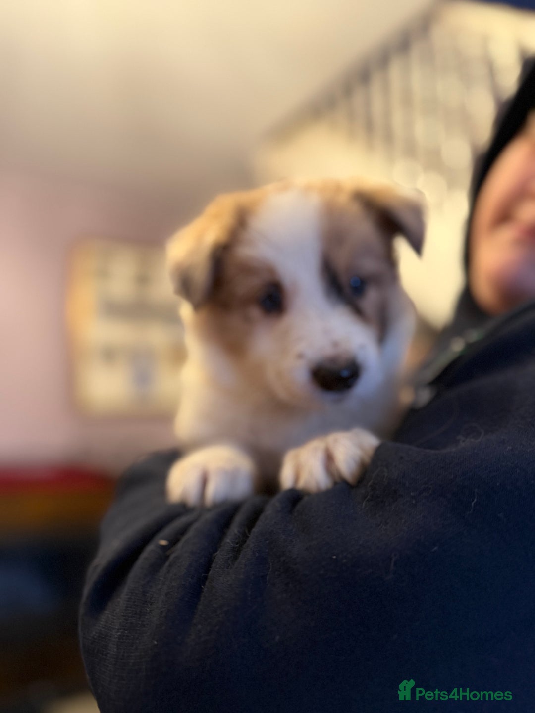 Border Collie dogs for sale: Beautiful border collie pups  - Image 3