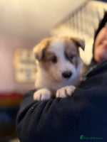 Border Collie dogs - Advert 16