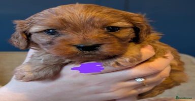Cavapoo dogs - Advert 6