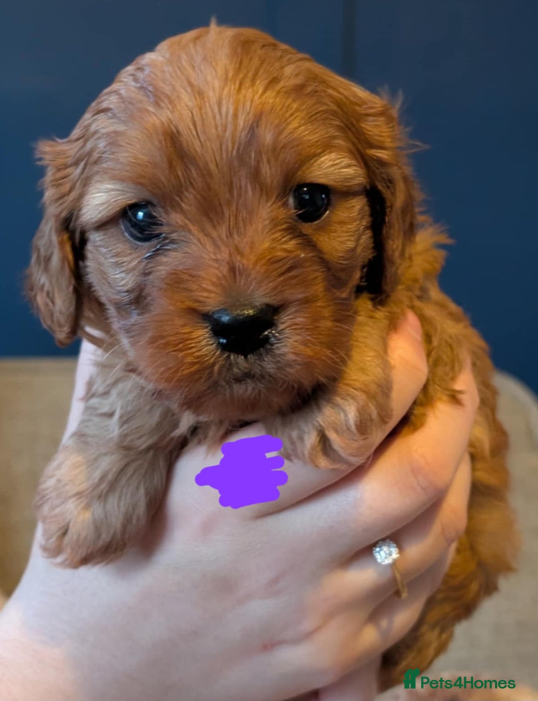 Cavapoo dogs for sale: Cavapoo Puppies (1 LEFT) - Image 3