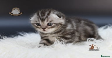 Scottish Fold cats - Advert 11
