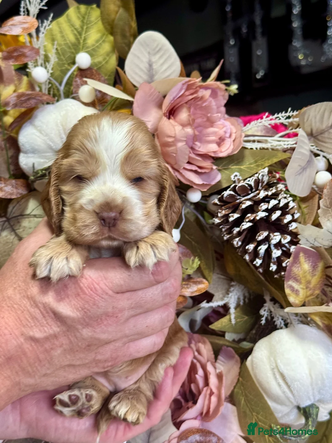 Cocker Spaniel dogs for sale: 6 show type kc reg cocker spaniels puppies - Advert 2
