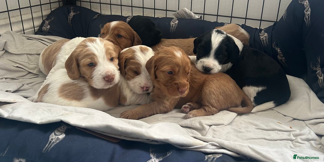 Cocker Spaniel dogs for sale: Baby Cocker Spaniels working type - Image 1
