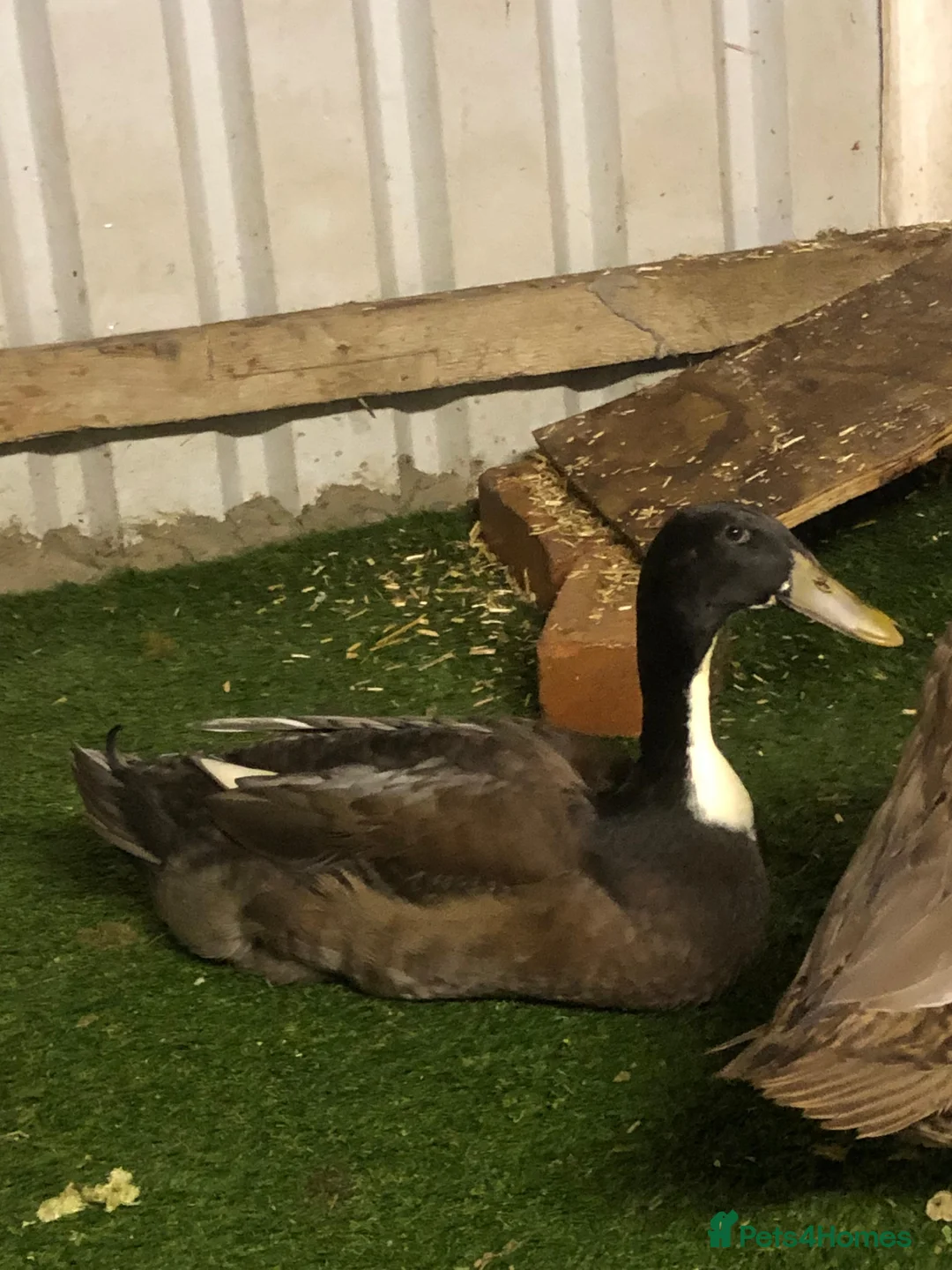 Ducks poultry for sale: Indian runner duck - Advert 2