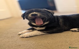 Mixed Breed dogs for sale: Two beautiful Staffy x Husky puppies  - Image 5