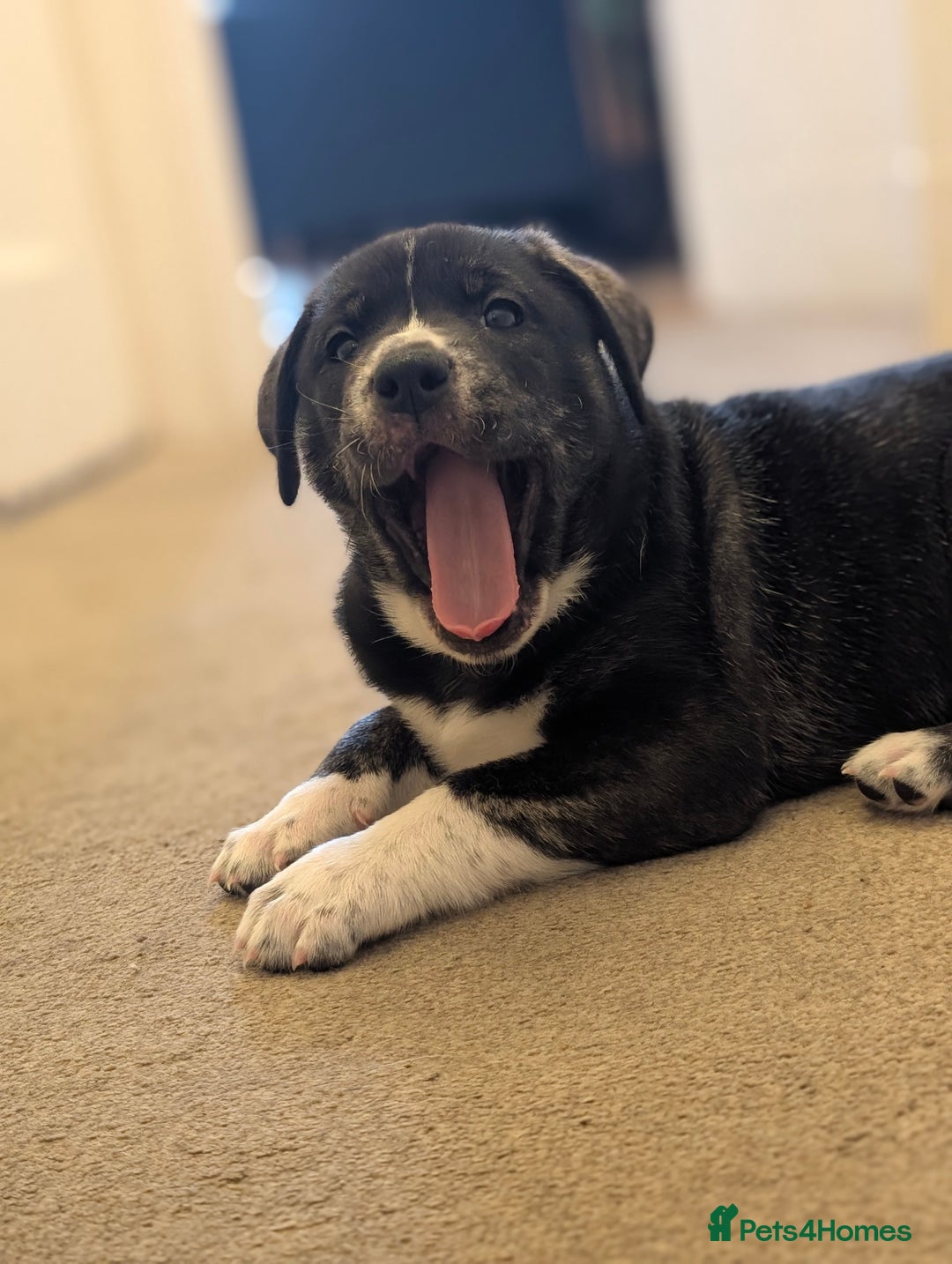 Mixed Breed dogs for sale: Two beautiful Staffy x Husky puppies  - Image 5